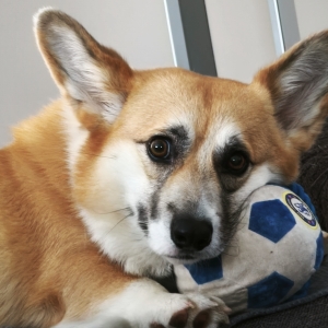 bobo25