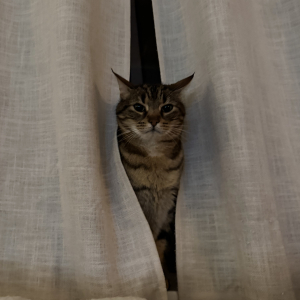Pagitomu