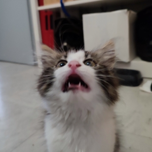Lulurazowski
