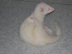 cbrjack