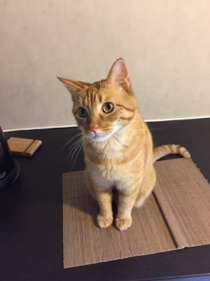 fifoulinky