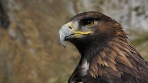 EagleShadow