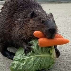 ChienLoutre