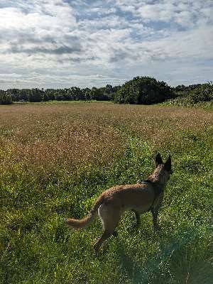 BlackyShepherd